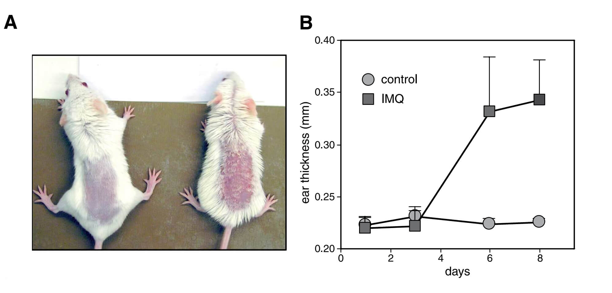 IMQ-induced skin inflammation in mice phenotypically resembles psoriasis.